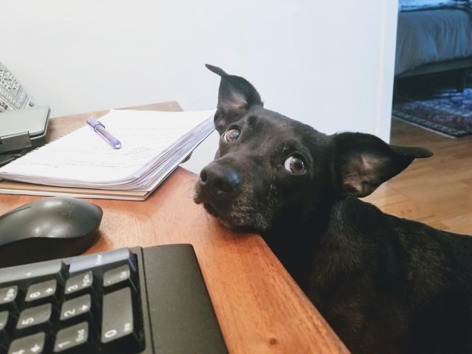 Community Support Pours in as British Columbia SPCA Faces COVID19